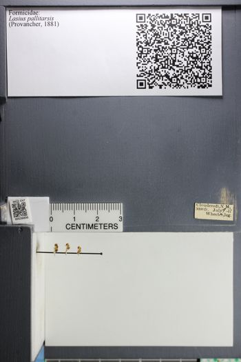 Media type: image; Entomology 526836